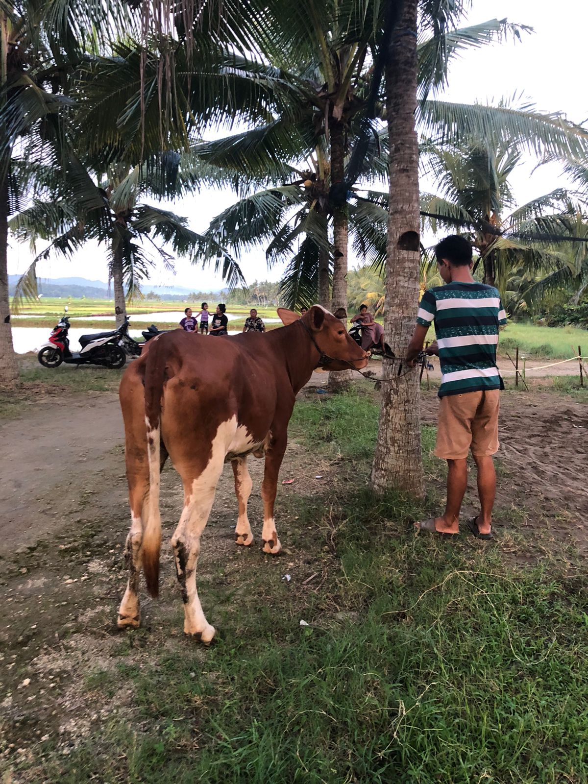 Distribusi Kurban 2 Ekor Sapi Yayasan Cipta Insan Unggul